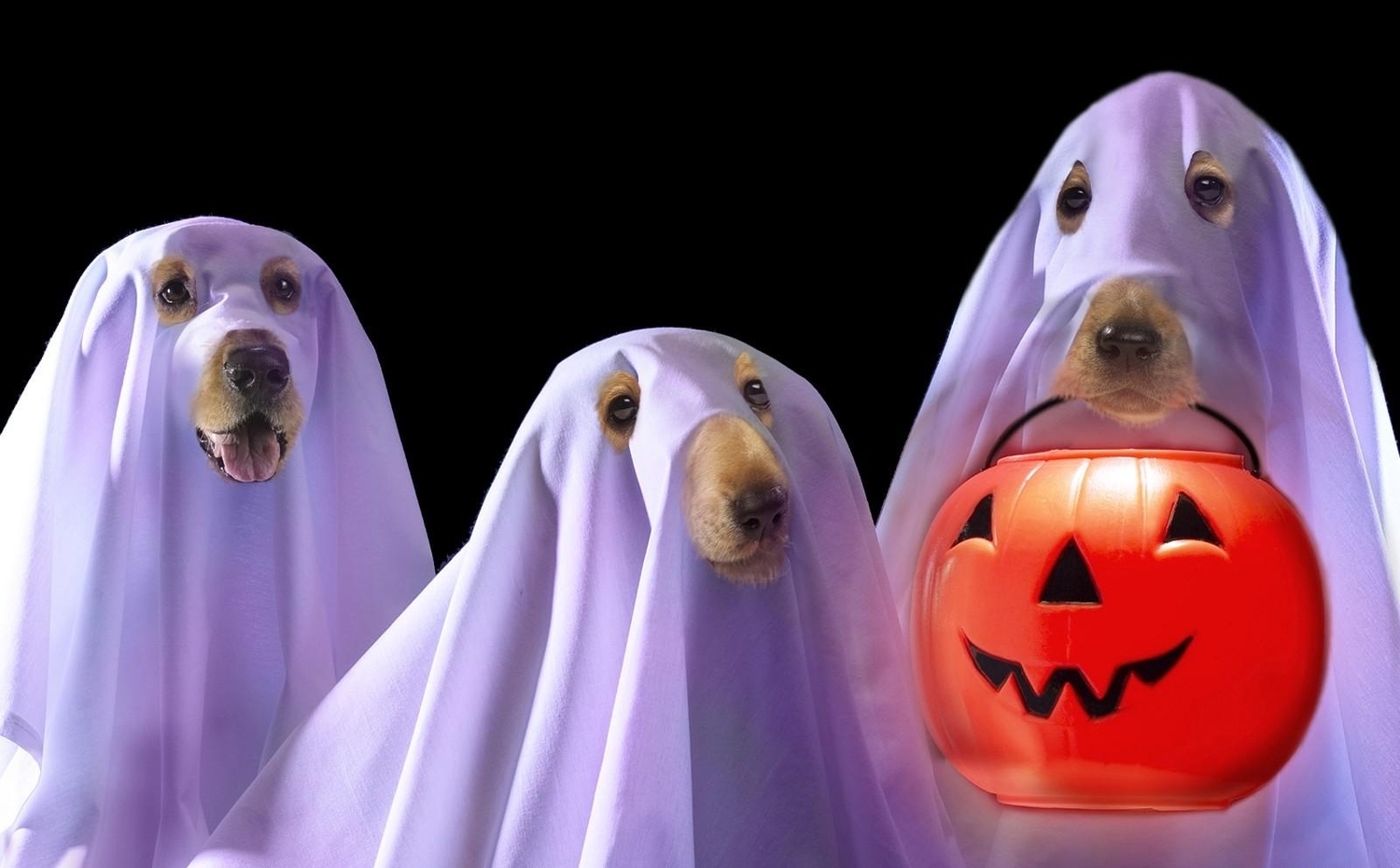 Los mejores disfraces de perros para Halloween - Noticiascuriosas.com ...